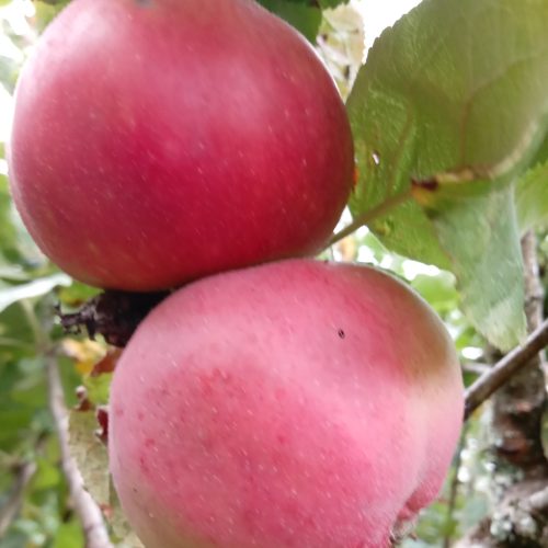 Tom Putt Apple