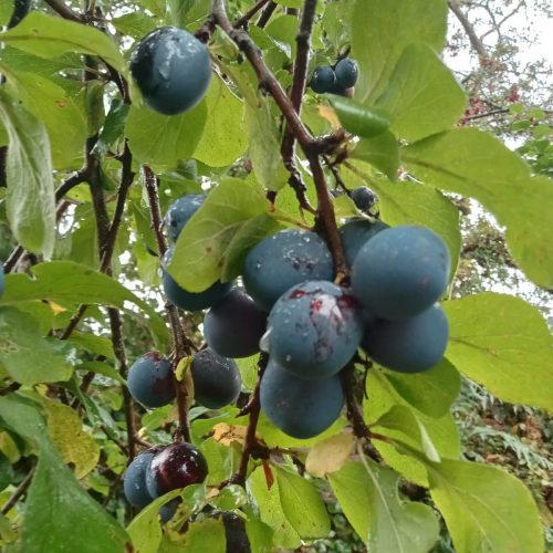Poll na gCapaill Plum Tree