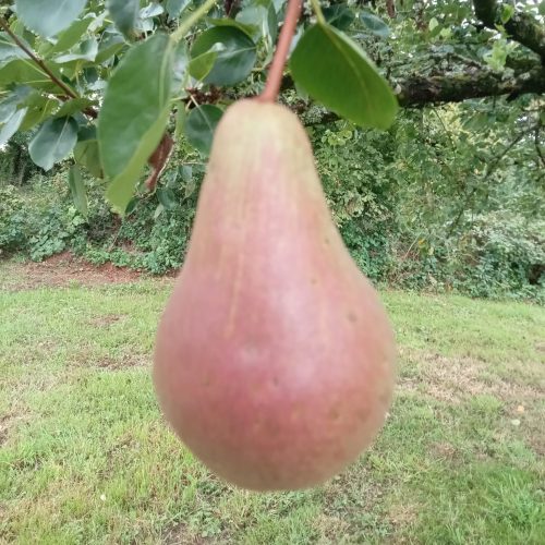 John Wesley Pear