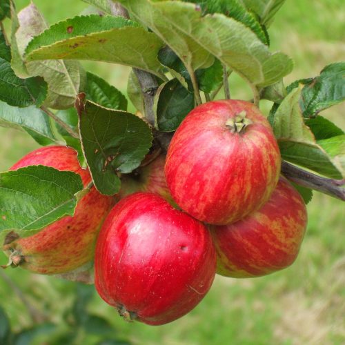 Bareroot Irish Heritage Apple Trees