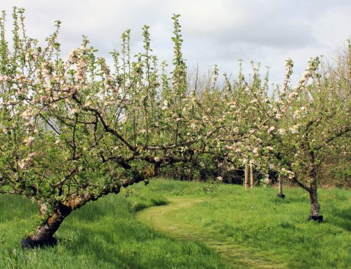 Additional ‘Heritage Orchard Development & Management CPD Course’ added.