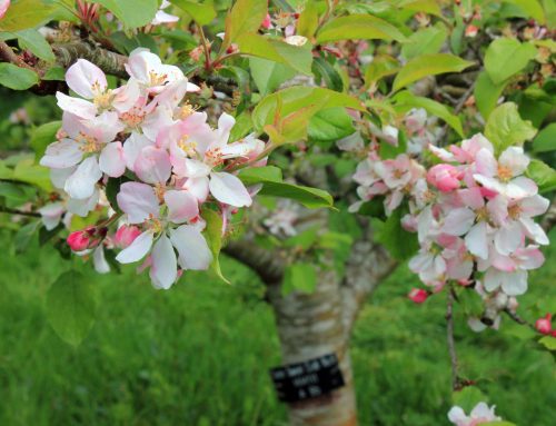 International Orchard Blossom Day
