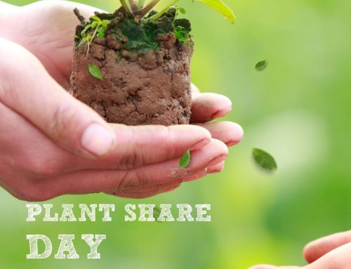 Annual Plant Share 2022 – Sunday 22nd May