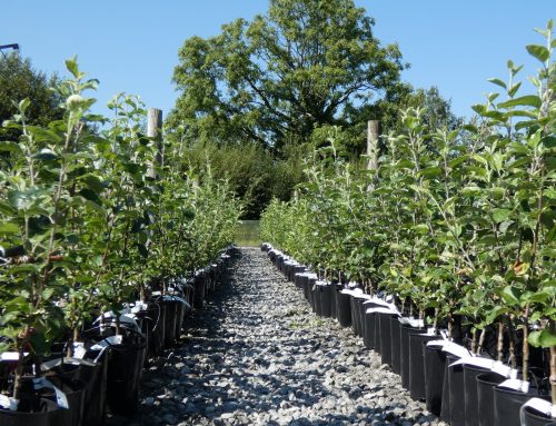 Irish Heritage Potted Apple Trees Now on Sale