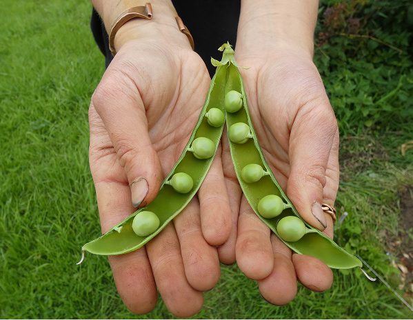 Sorcha Fraiarella Peppers