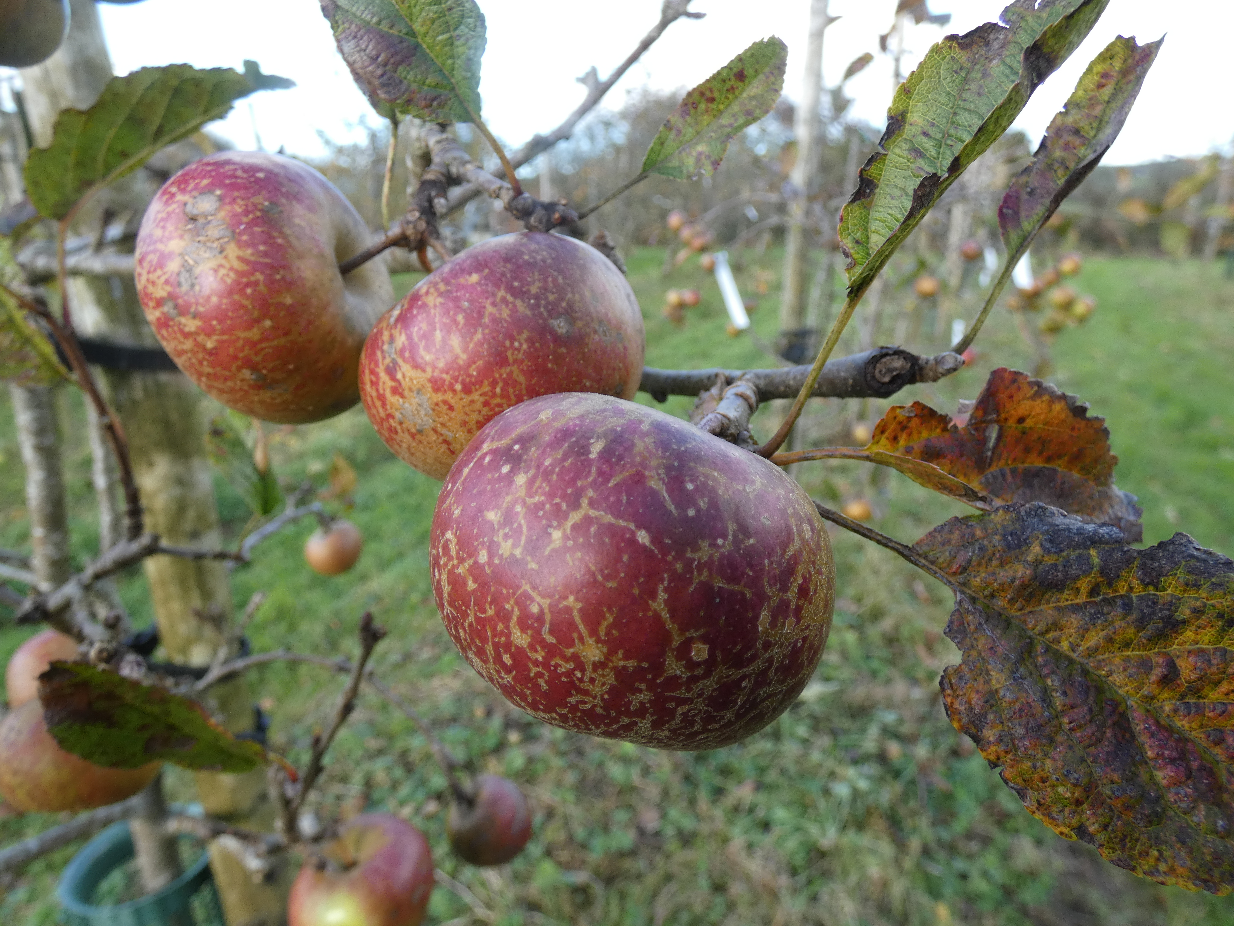 Sorcha Fraiarella Peppers 3
